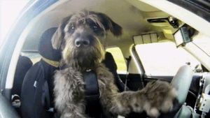 Meet your Posher, Jake